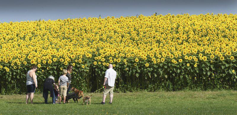 Visitors Marvel At Thousands Of Sunflowers At Colby Farm Local