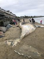 Swampscott to take its shot at removing 'Espresso' the whale