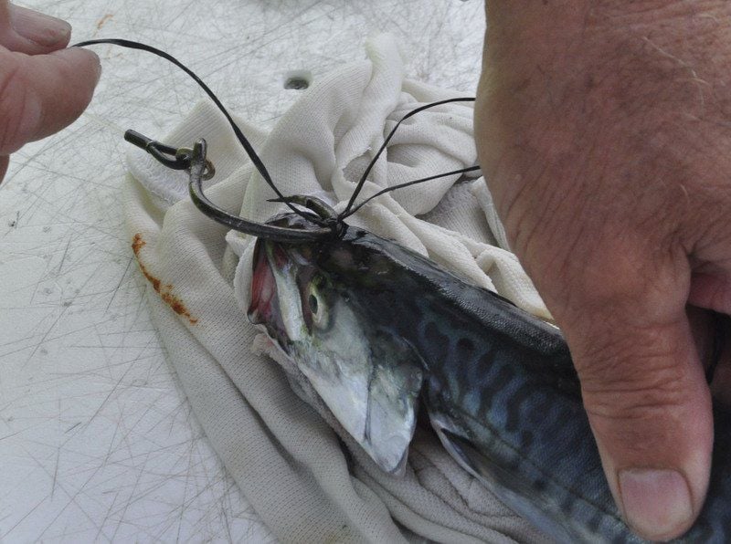 Sewing on live bait for stripers, Local Sports