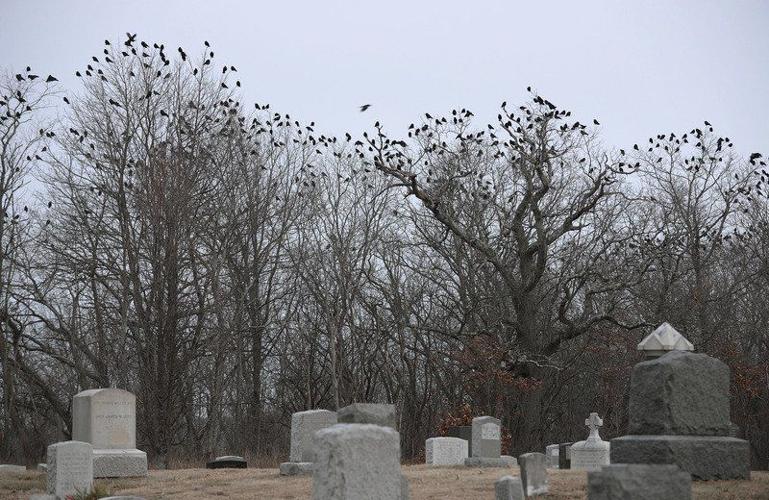 Something to crow about: Visit of 15,000 birds each winter fascinates researchers, enthusiasts