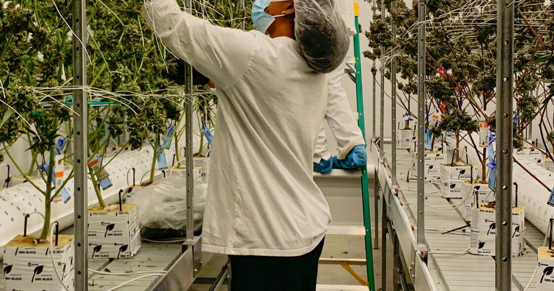 Salisbury cannabis business receives accolade - Vimarsana News