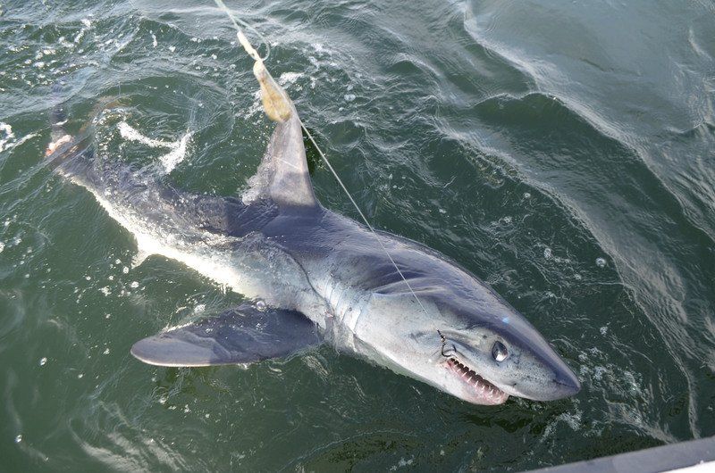Chasing tuna fish and fighting off sharks | Sports | newburyportnews.com
