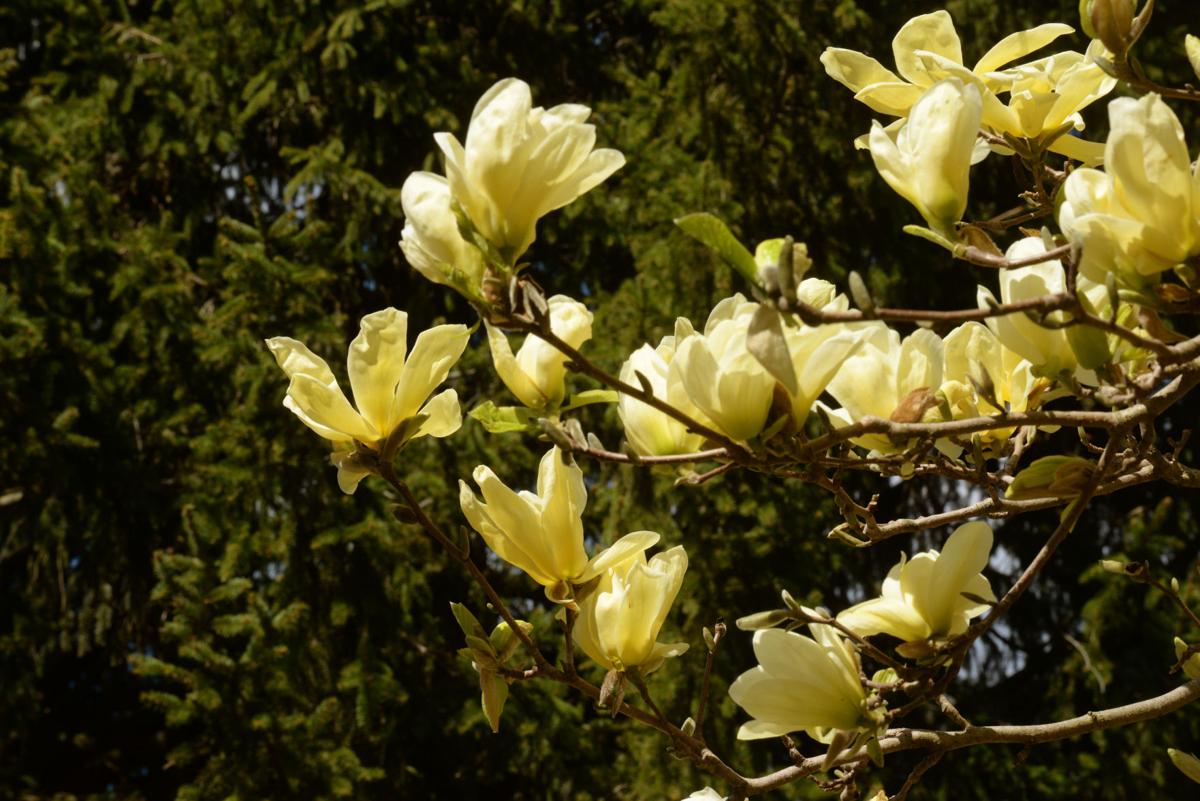 200504_NT_BEA_blooming_09.jpg