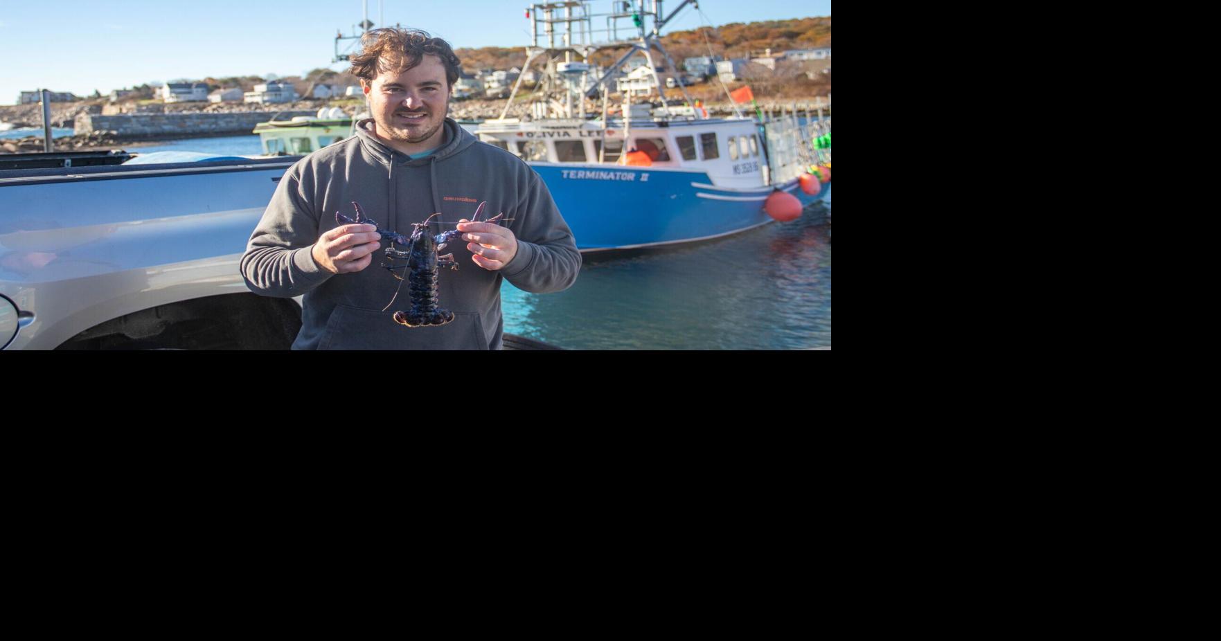 Third blue lobster pulled up in Rockport this year