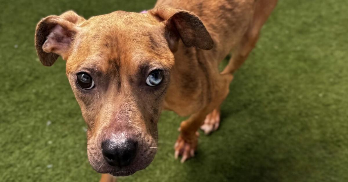 Adopters needed for 5 underweight rescue dogs