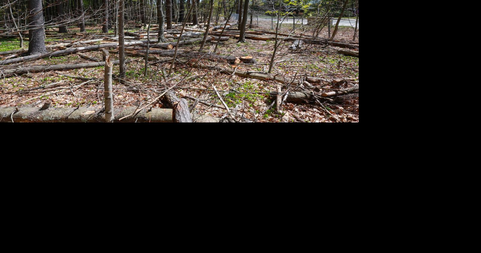 Potential Mosely Woods improvements discussed