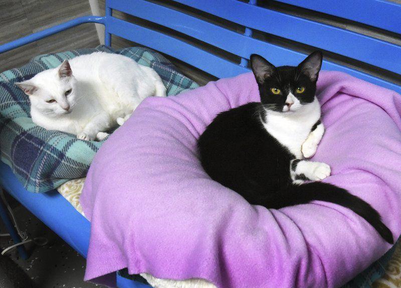 Cat Tales rescue shelter opens in Seabrook Local News