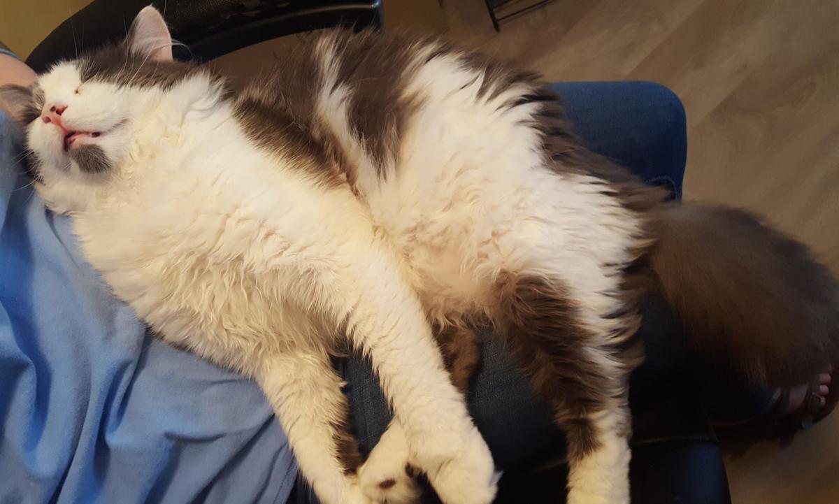 Whiskey Is Feline Rescue Society S Cat Of The Week News