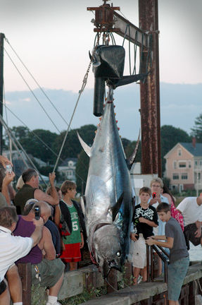 Teeming with tuna, Local News