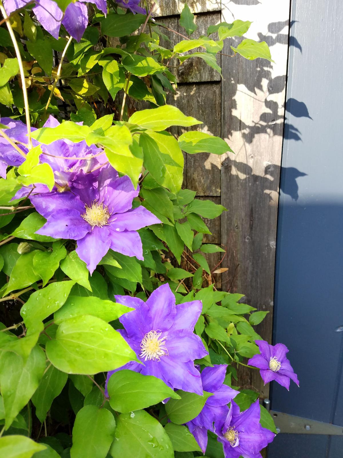 gardens_2.jpg