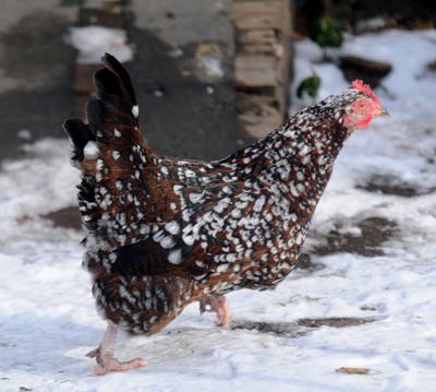 In Amesbury Much Clucking Over Backyard Chickens Local News