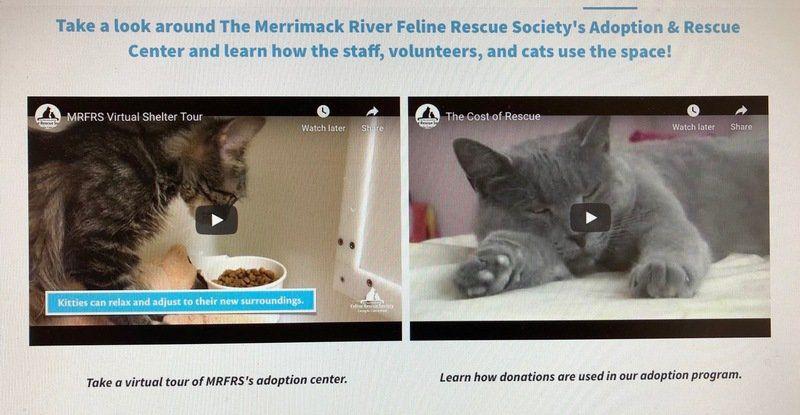 Foster Homes Play Key Role At Feline Rescue Society Local News