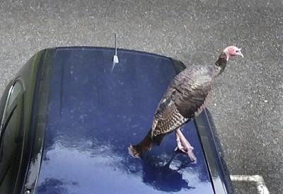 Amesbury turkey still gobbling up attention | Local News | Amesbury turkey still gobbling up attention | Local News |