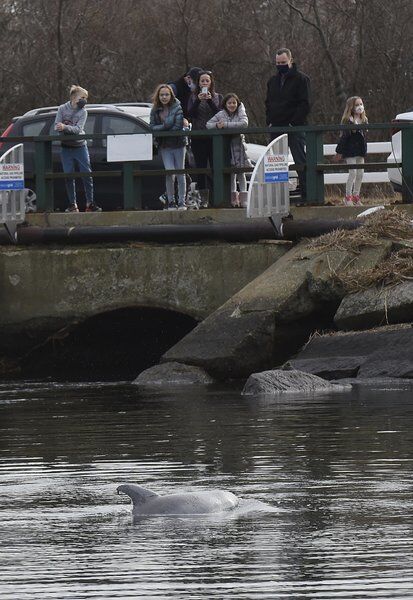 Dolphin makes rare winter appearance - Vimarsana News