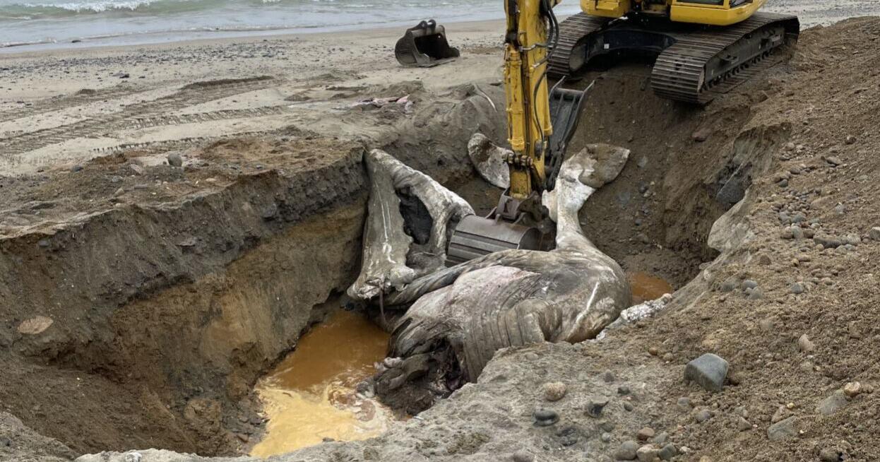 Dead whale buried on beach - Vimarsana News
