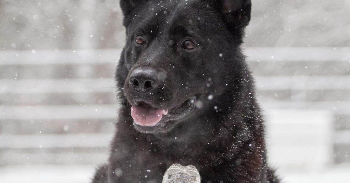 Honoring a K-9 hero in Salisbury - Vimarsana News