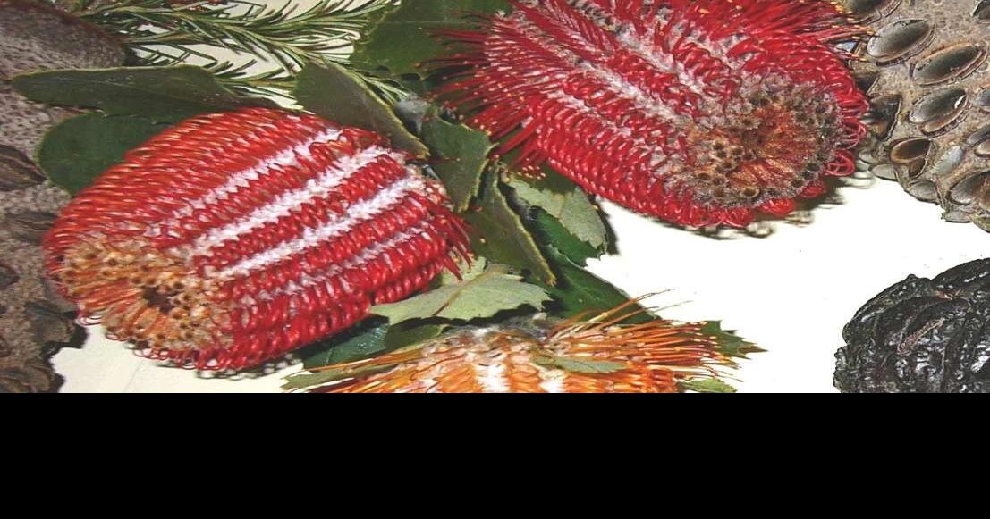 N.J. Audubon of Bernardsville offers program on Australia Bernardsville News News