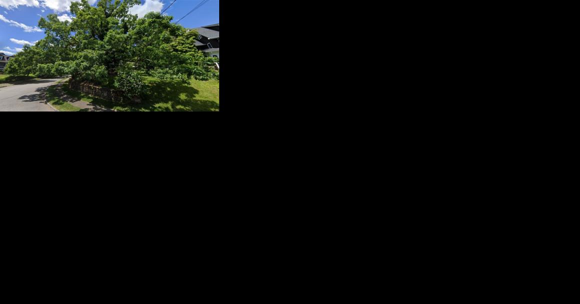 Madison grows 'Landmark Tree' register - Vimarsana News