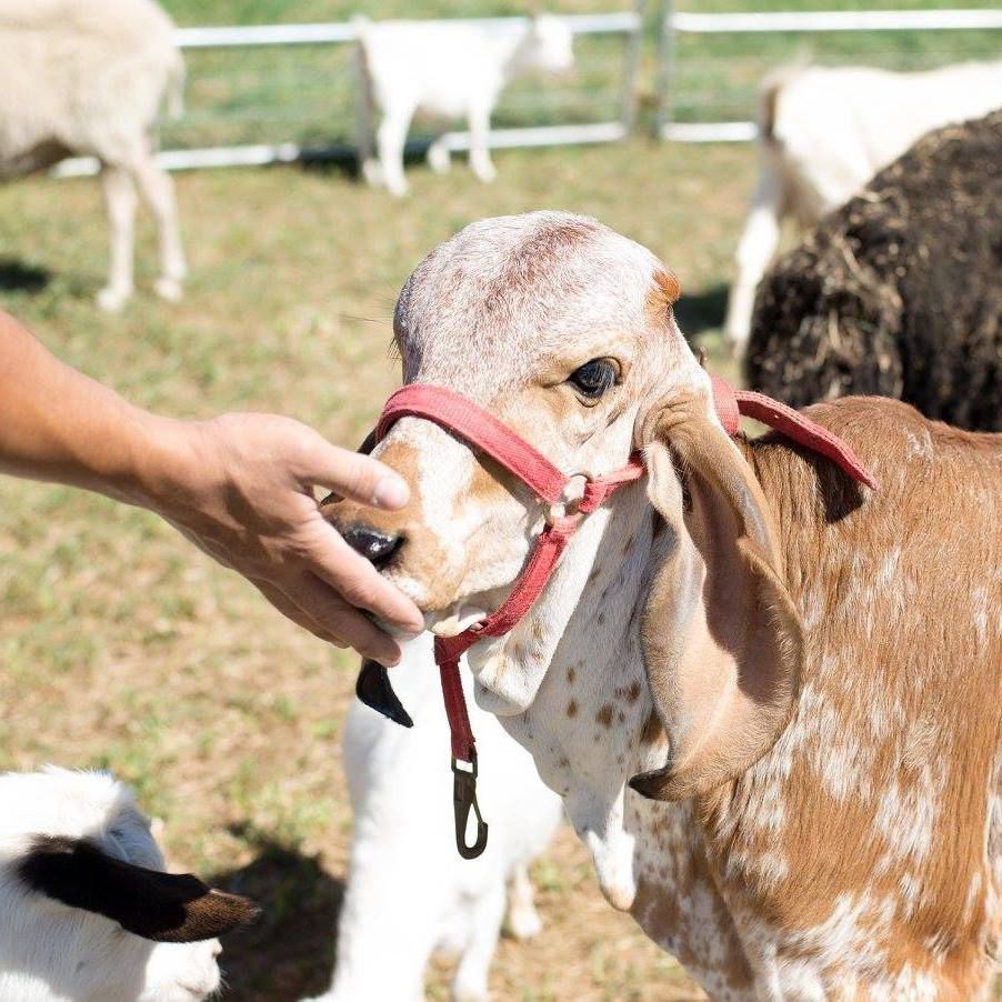 Tewksbury Harvest Festival comes to Hoffman Park this Saturday