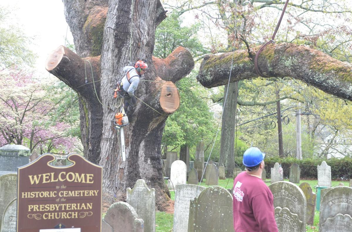 The great oak tree of Basking Ridge is gone but not