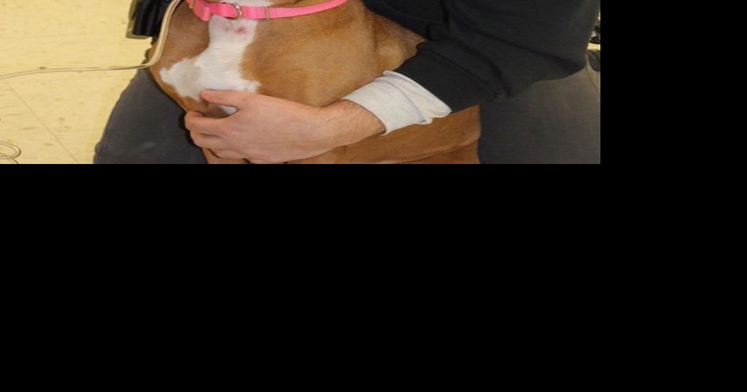 Denville, Rainbow Lakes Firefighters get equipment to save pets' lives