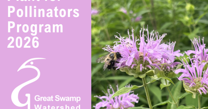 Pollinators Vip Great Swamp’s Plant for Pollinators program underway | News ...