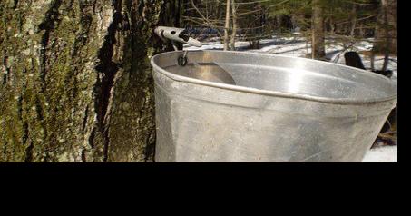 Somerset County starts maple sugaring demos in Basking Ridge on Feb. 3 - Vimarsana News