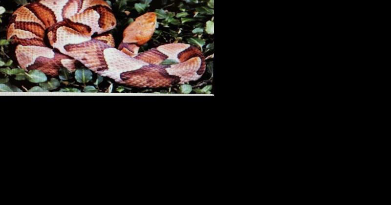 Possible venomous snakes reported at Peapack-Gladstone park - Vimarsana News
