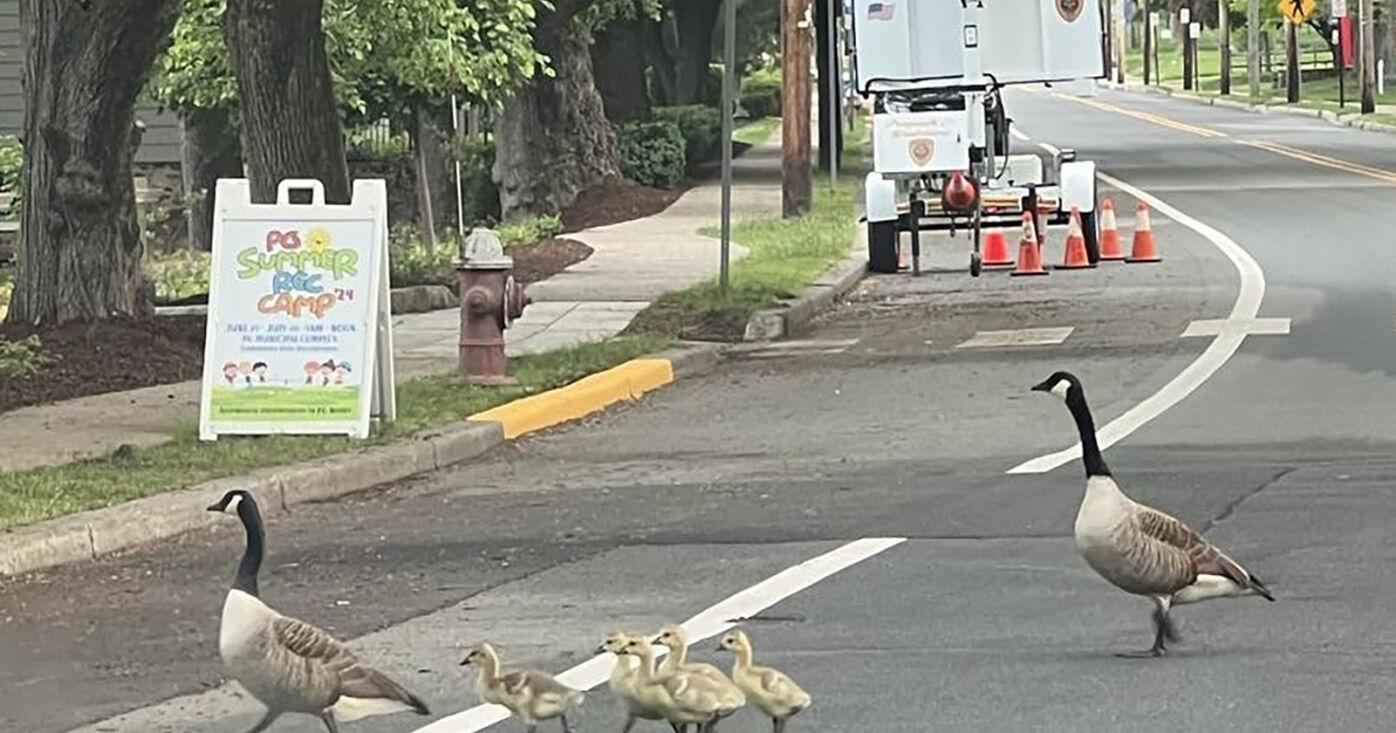 Feds tell Peapack-Gladstone to stop using drones on Liberty Park geese - Vimarsana News