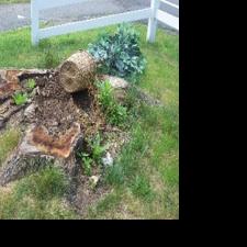 A tree doesn’t grow in Whippany (any more) | News | newjerseyhills.com