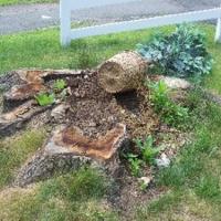 A tree doesn’t grow in Whippany (any more) | News | newjerseyhills.com