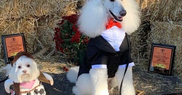 Pip the Maltese is a costume contest champion