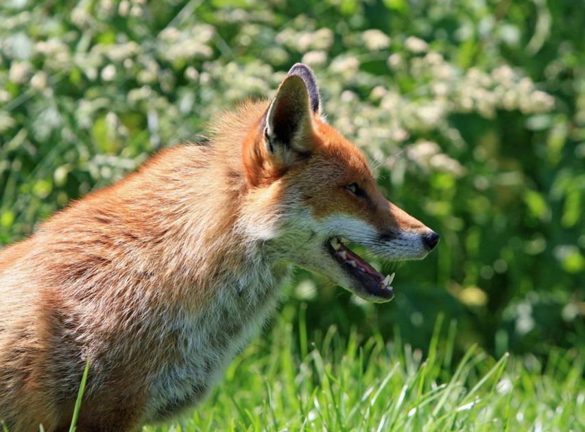 Adult Fox Tests Positive For Rabies In Hunterdon County Hunterdon Review News Newjerseyhills Com