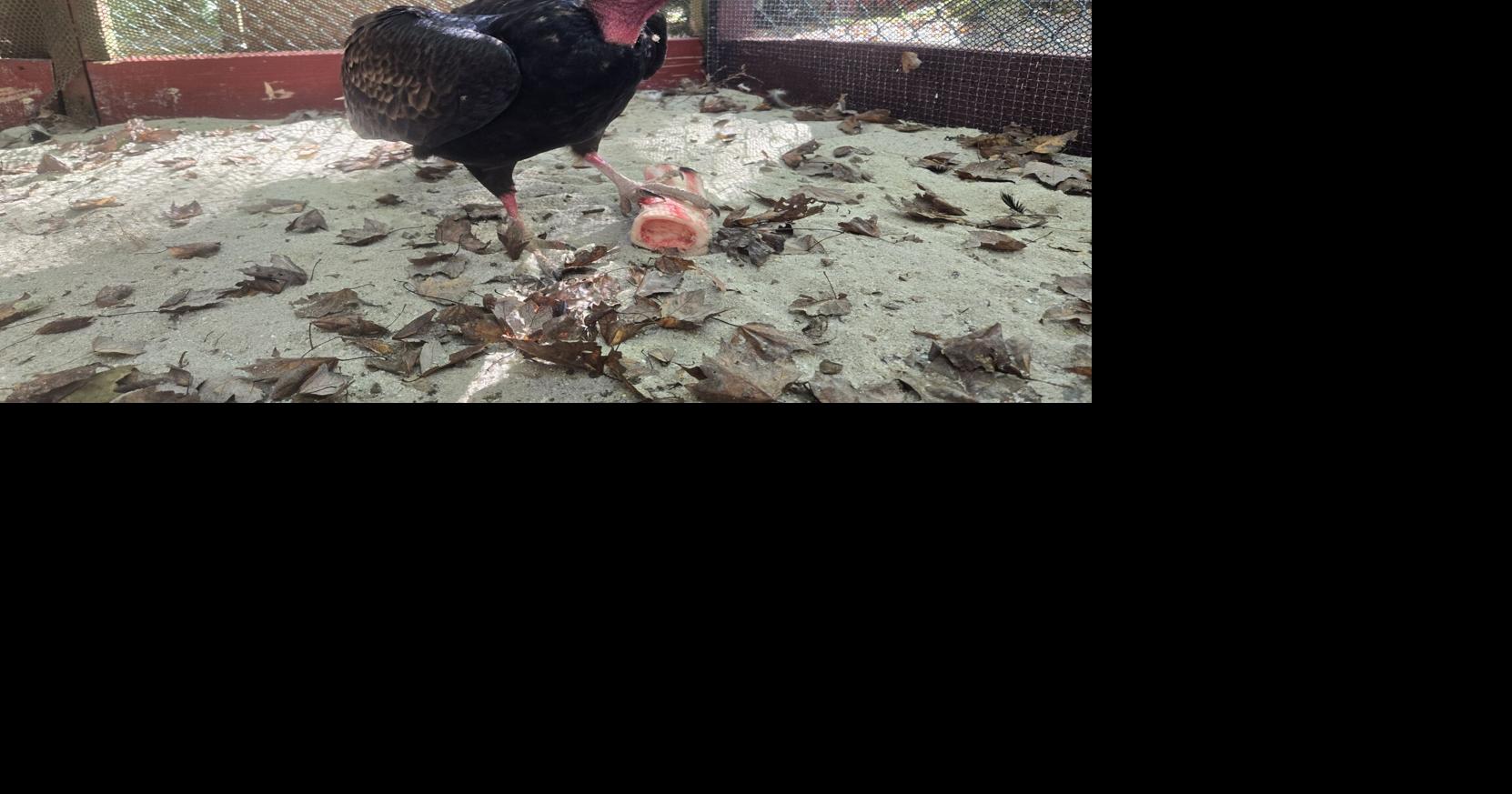'Messy, stinky and fun to work with:' Virgil the vulture turns 40