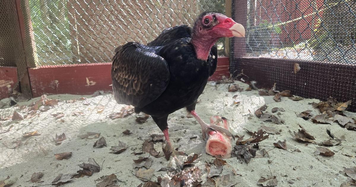 'Messy, stinky and fun to work with:' Virgil the vulture turns 40