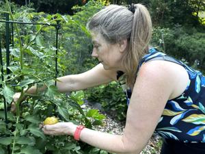 Gardeners at Chatham Community Garden harvesting fresh fruits, vegetables, and herbs from their garden plots