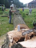 Rotting oaks removed from Highland Ave field in Hanover 