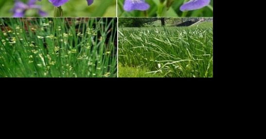 Corporate volunteers to plant 300 irises and grasses at Grover Cleveland Park May 3 - Vimarsana News
