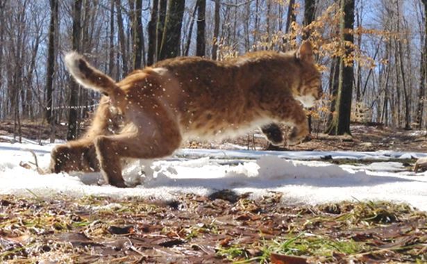 Sussex County Bobcat!, The Bobcat is an elusive creature found in the  northern hardwood forests of New Jersey. Most sightings continue to come  from Warren, Sussex, Passaic and