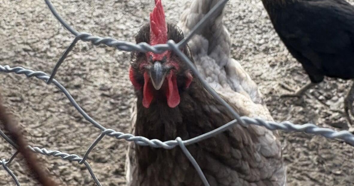 Backyard chicken rules facing changes in Mount Olive as council members prepare proposal