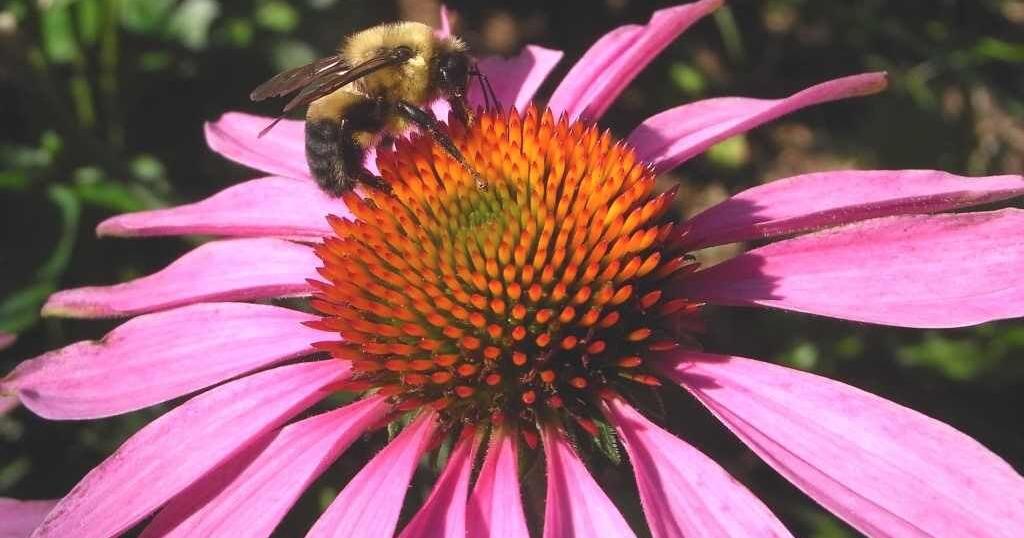 Pollinators Vip 'Power of Pollination' topic of N.J. Audubon webinar | News ...