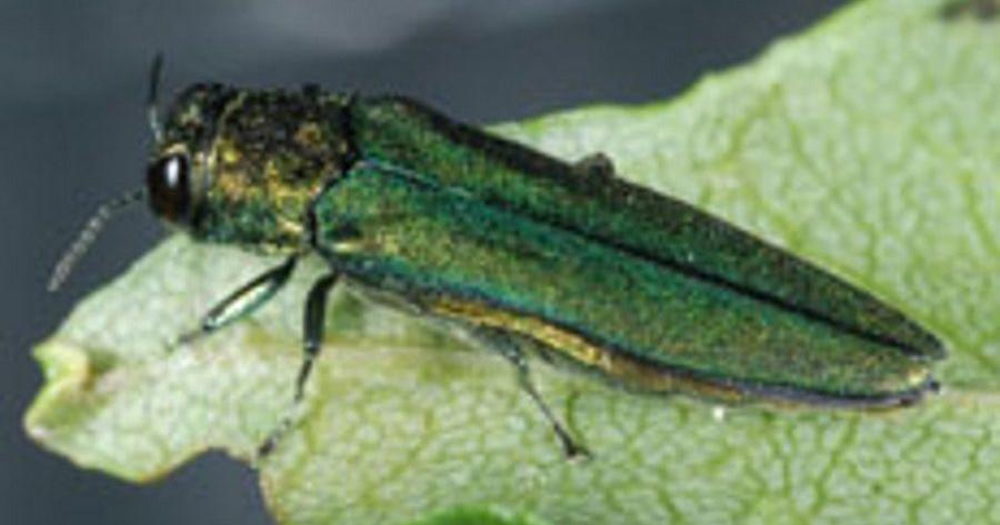 Tree ravaging insect in focus in Roxbury Township