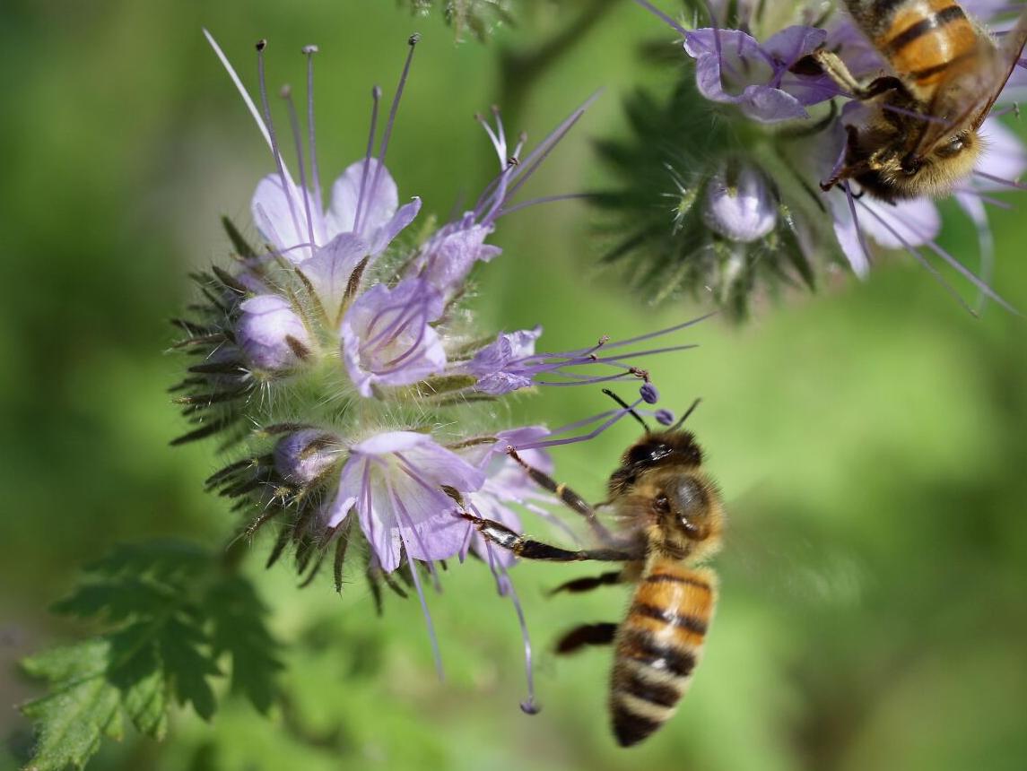 Friends of Great Swamp National Wildlife Refuge buzzes about bees on ...
