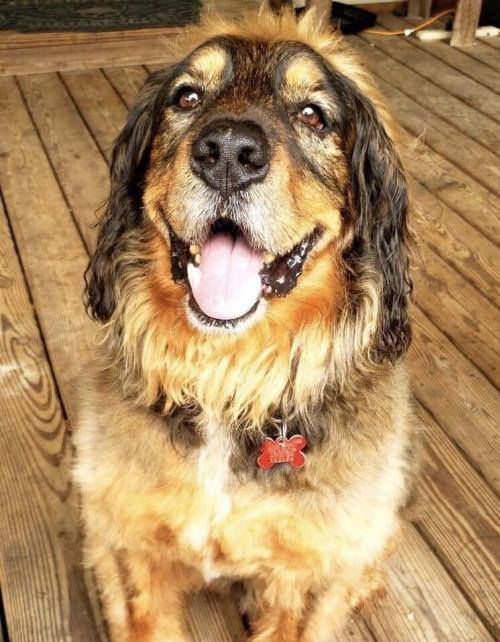 german shepherd and cocker spaniel mix