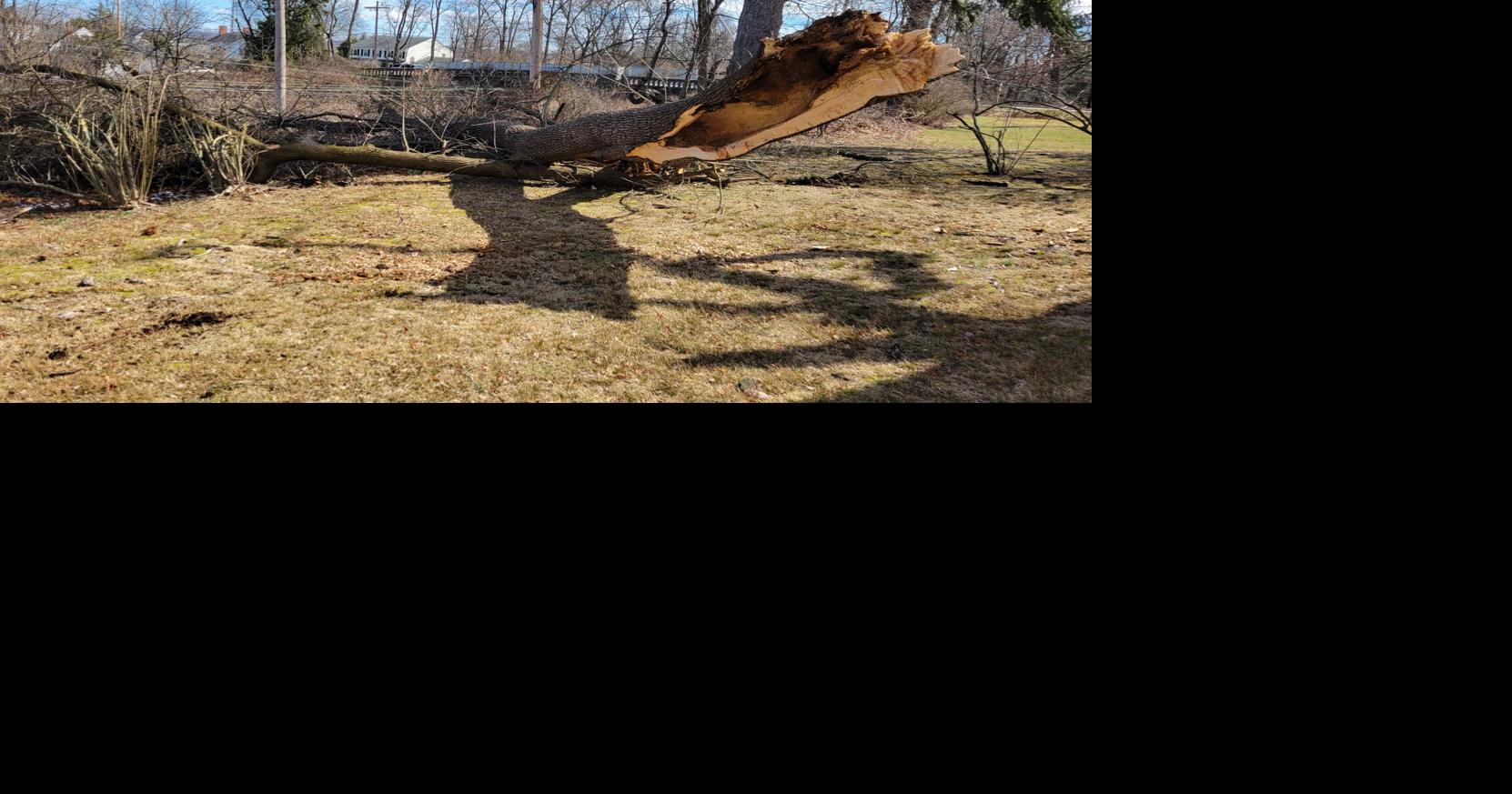 Power restored across Madison after fallen tree knocks out feeder lines ...
