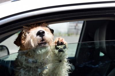 Canine safety awareness increasing? Animal control officer is breaking  fewer windows | Randolph Reporter News 