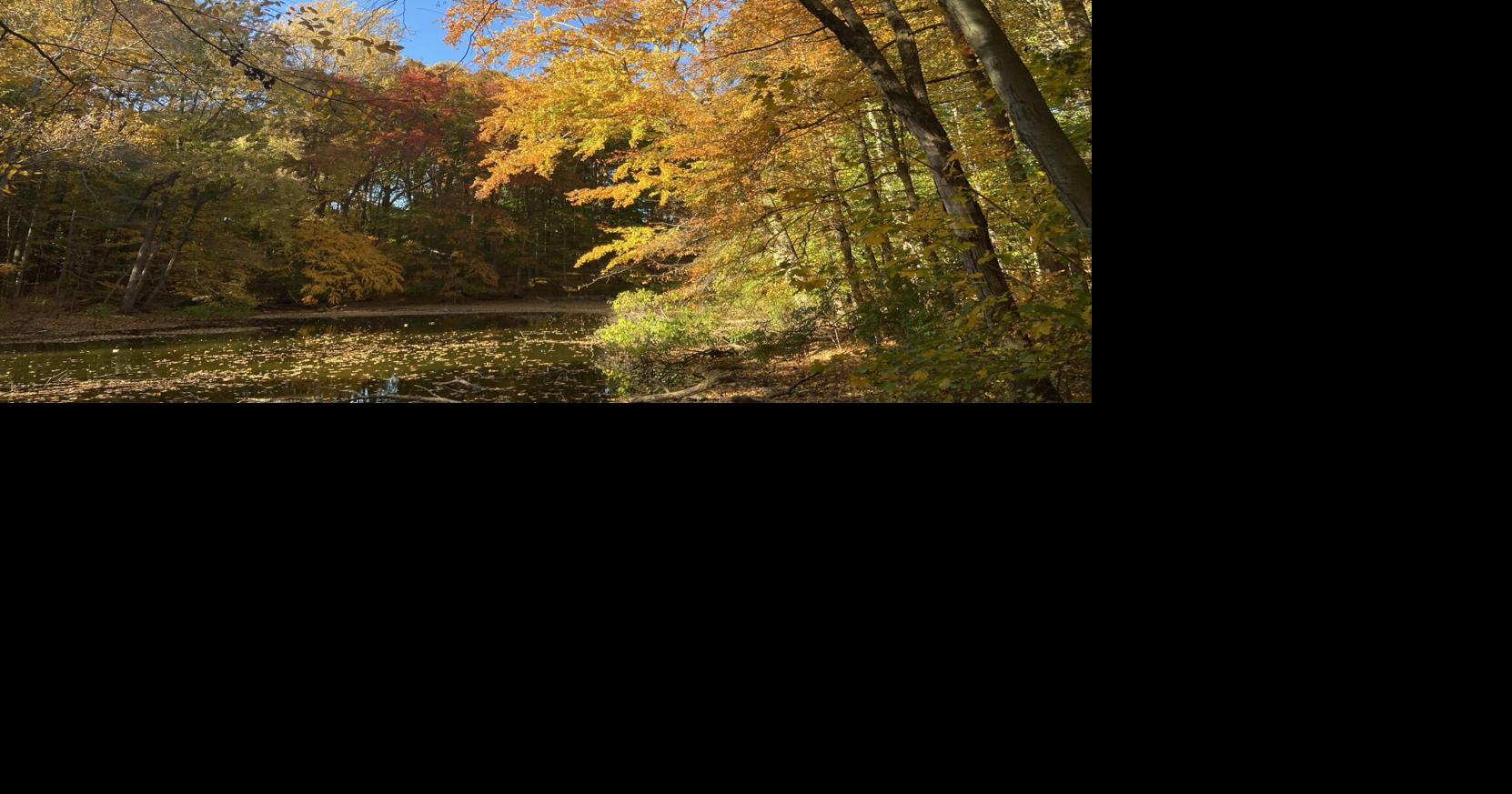 Agreement reached for Madison to purchase, preserve Drew Forest | News ...
