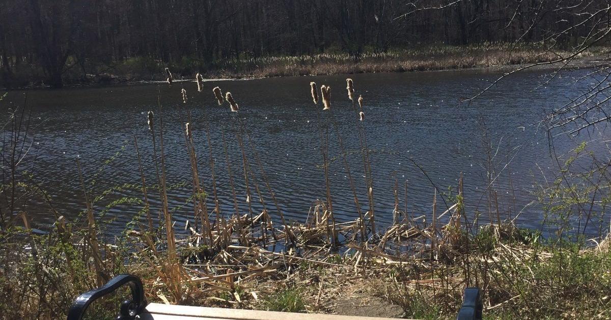Pond Raking Foote's Pond Hydro-raking begins | News | newjerseyhills.com