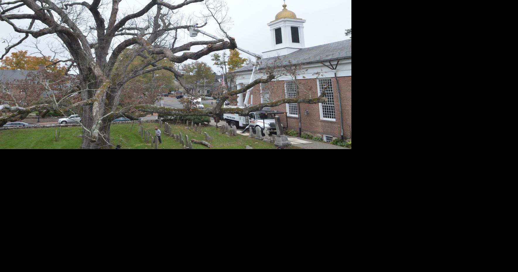 Tribute to mark end of iconic Basking Ridge tree | News ...