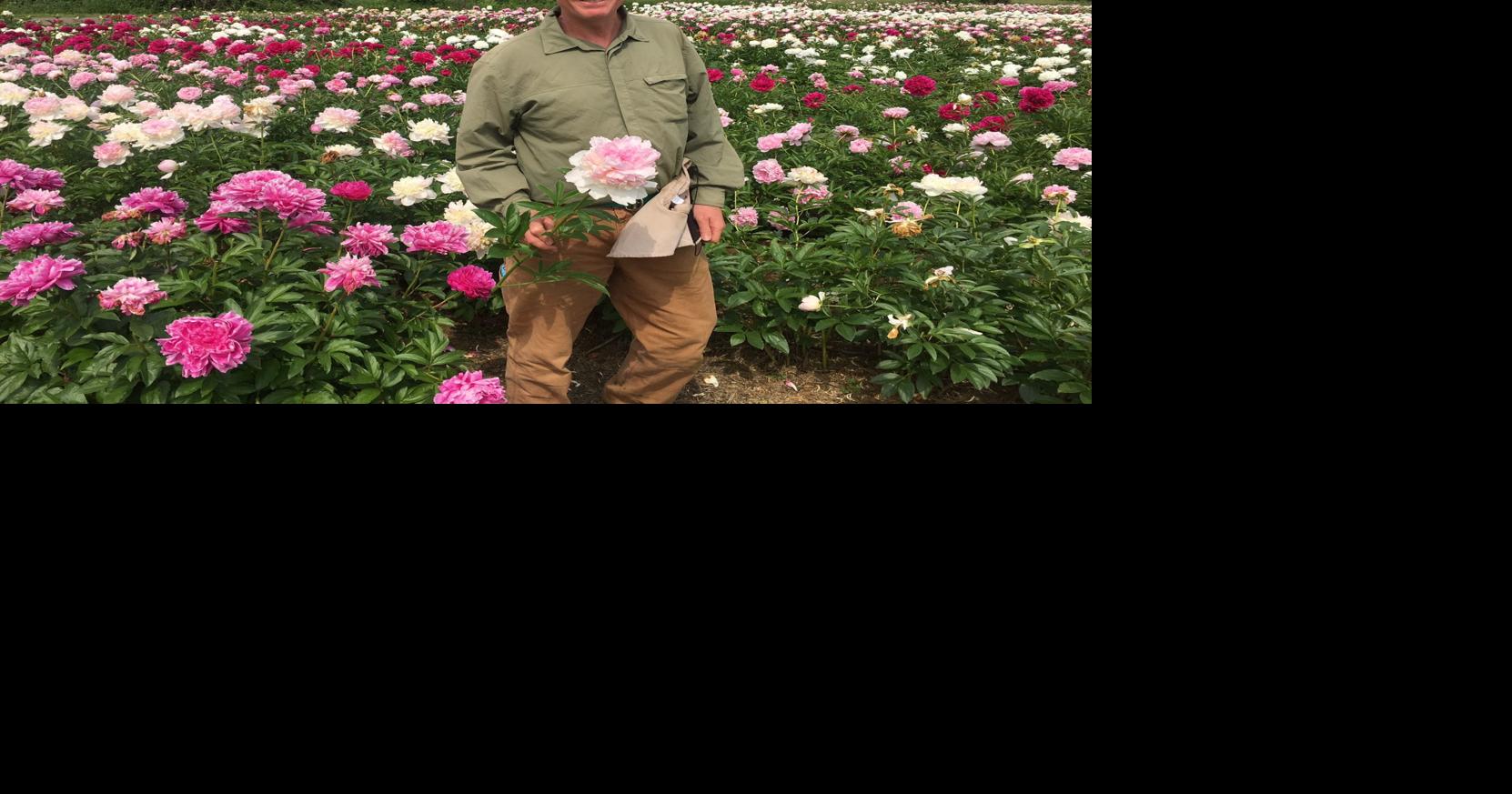 The Spring Season Is Quick One For Long Valley Peonies Observer Tribune News Newjerseyhills Com